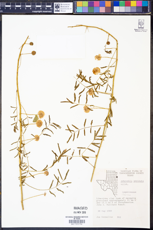 Mimosa microphylla image