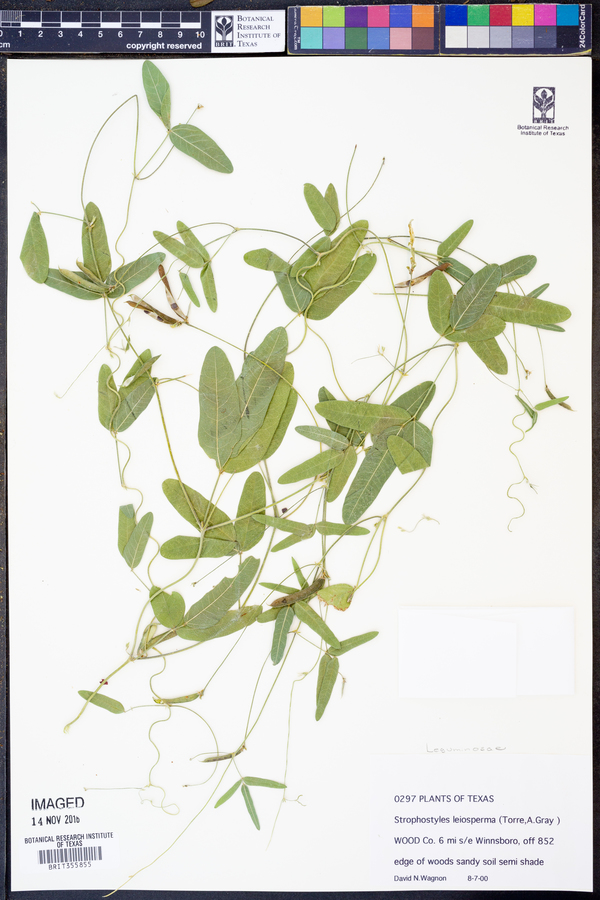 Strophostyles leiosperma image
