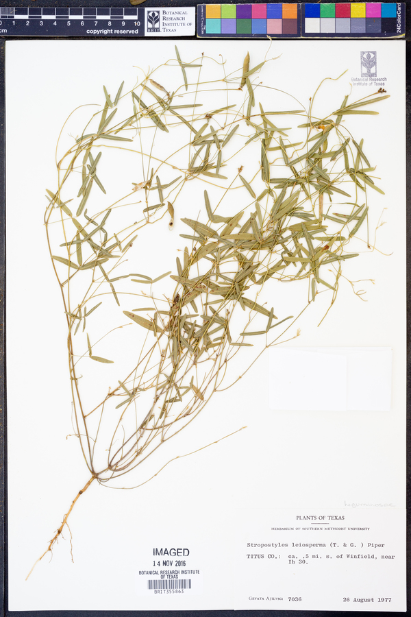 Strophostyles leiosperma image