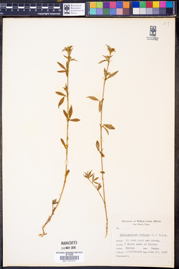 Stylosanthes biflora image