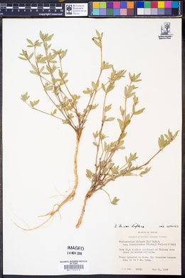 Stylosanthes biflora var. biflora image
