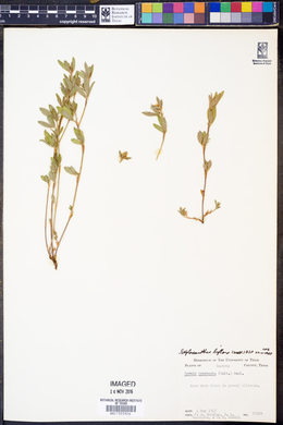 Stylosanthes biflora image