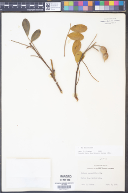 Dermatophyllum secundiflorum image