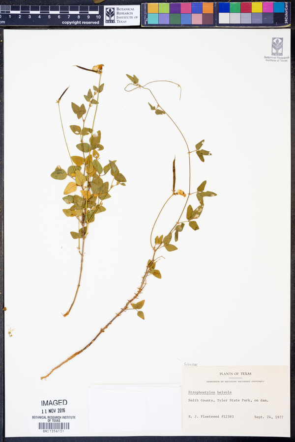 Strophostyles helvola image