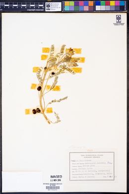 Sophora chrysophylla image