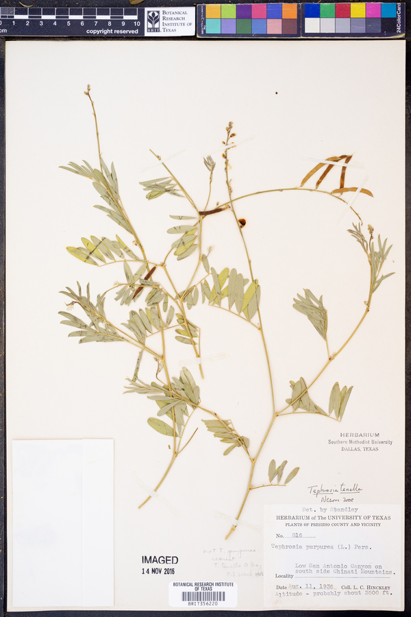 Tephrosia tenella image