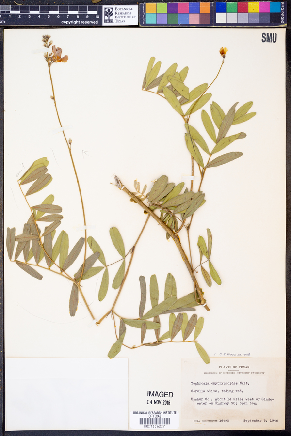 Tephrosia onobrychoides image