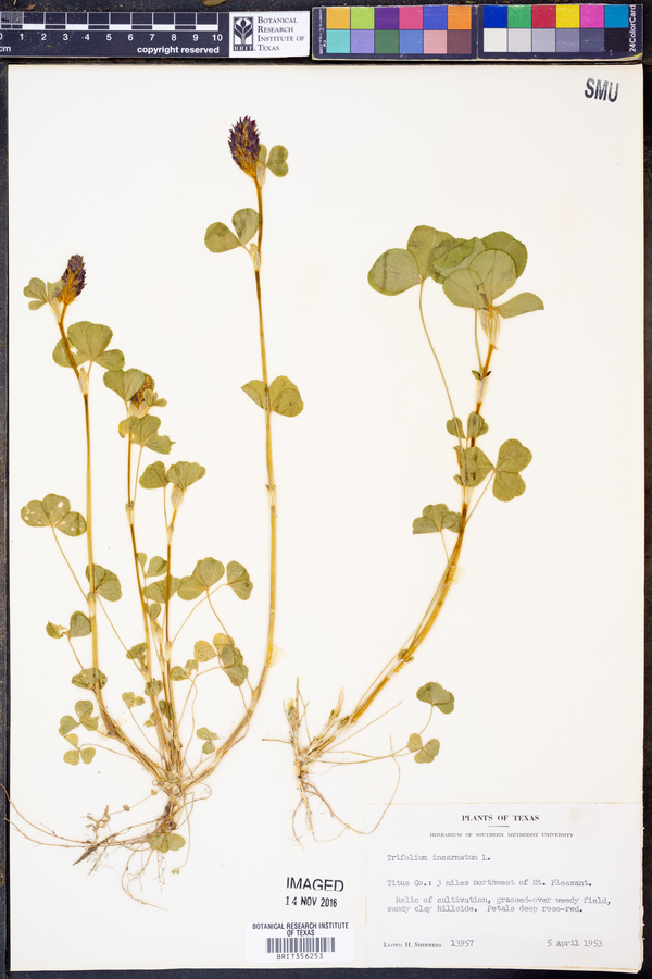 Trifolium incarnatum image