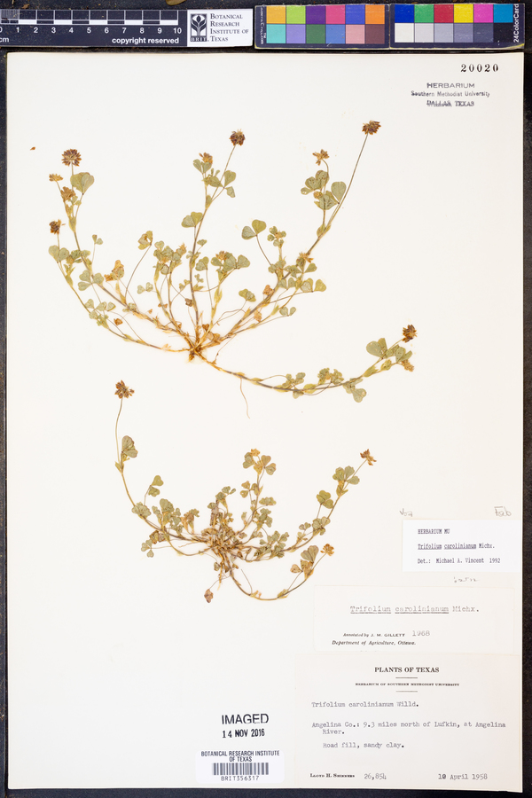 Trifolium carolinianum image