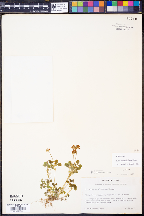 Trifolium carolinianum image