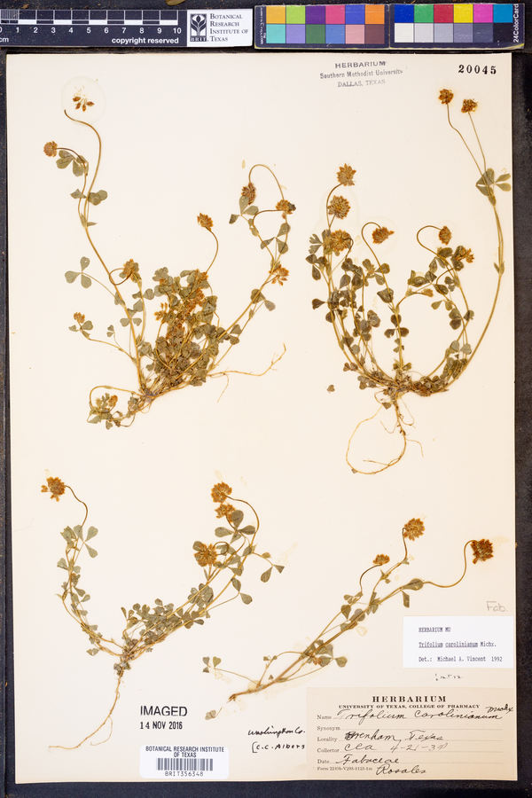 Trifolium carolinianum image