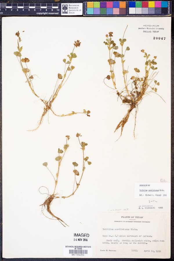 Trifolium carolinianum image
