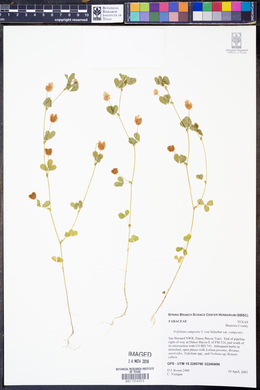Trifolium campestre var. campestre image
