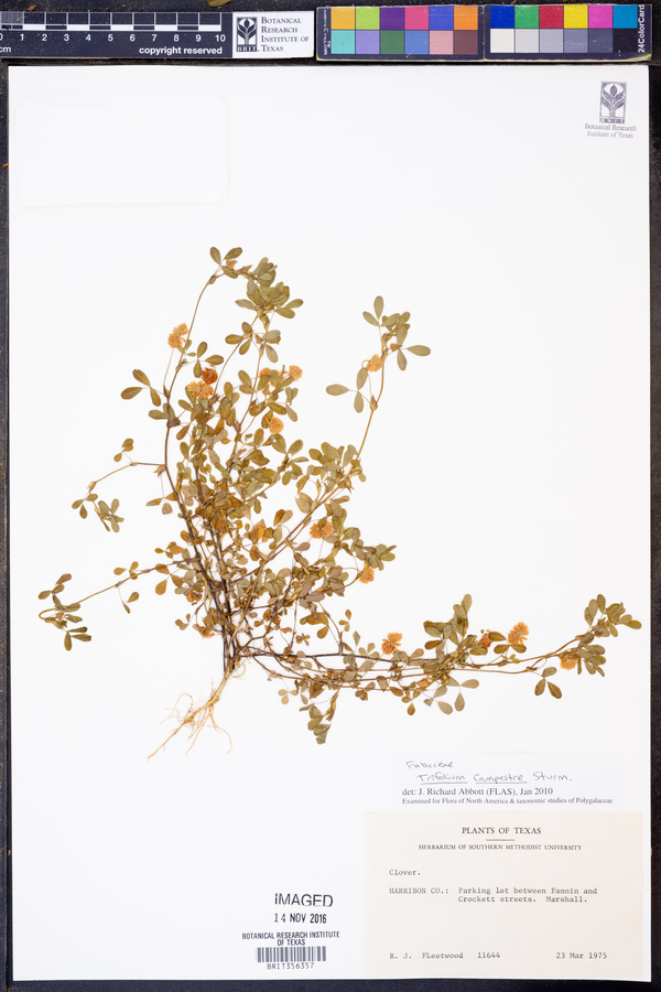 Trifolium campestre image