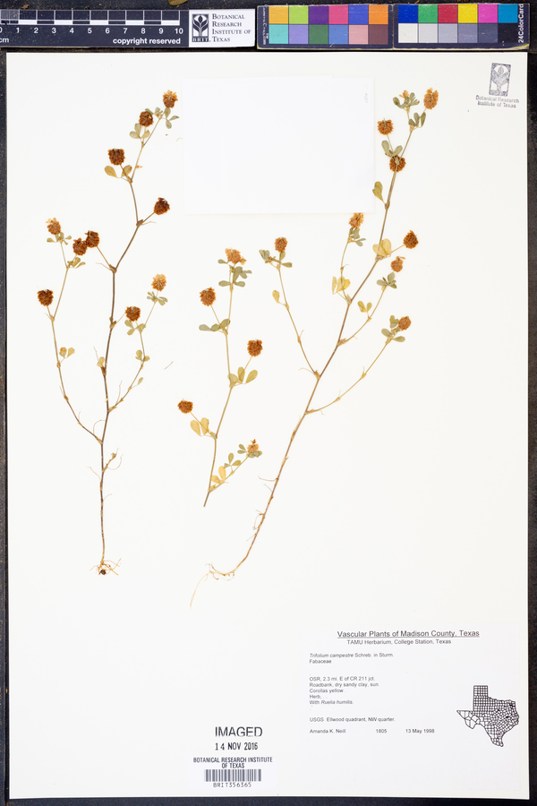 Trifolium campestre image