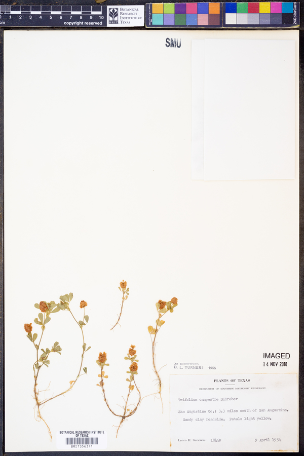 Trifolium campestre image