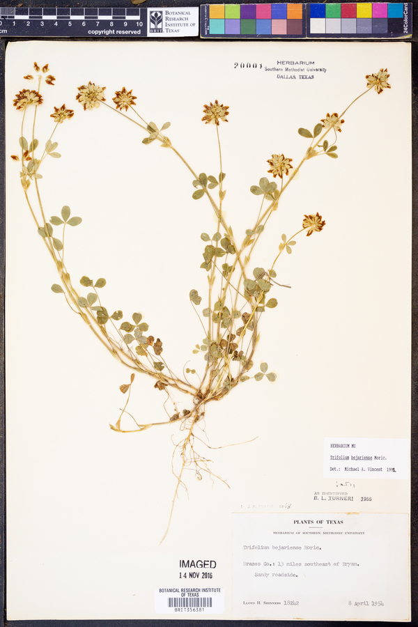 Trifolium bejariense image