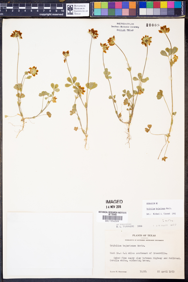 Trifolium bejariense image