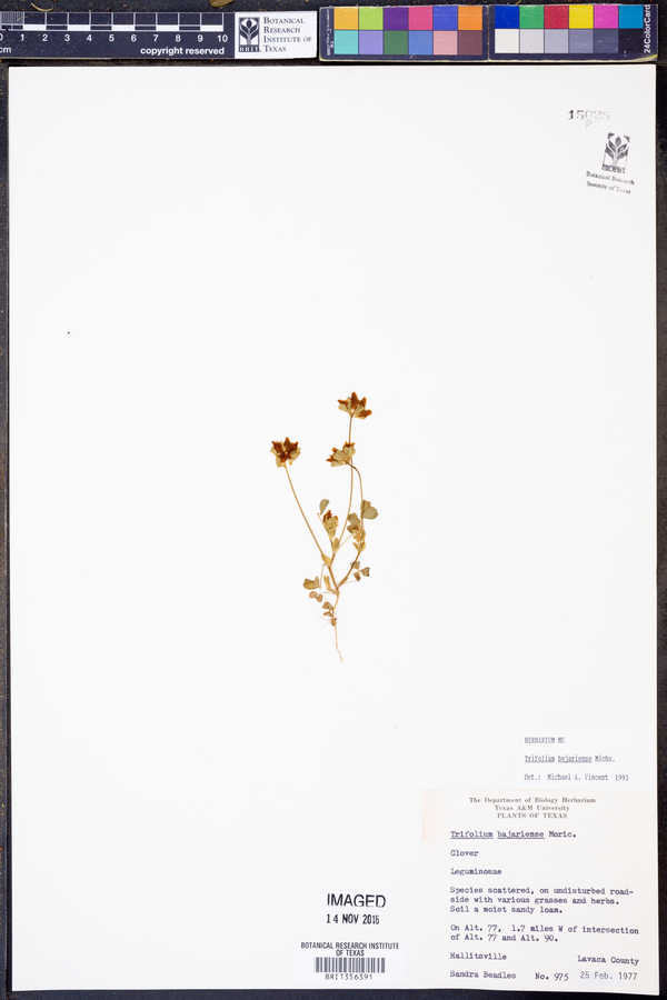 Trifolium bejariense image