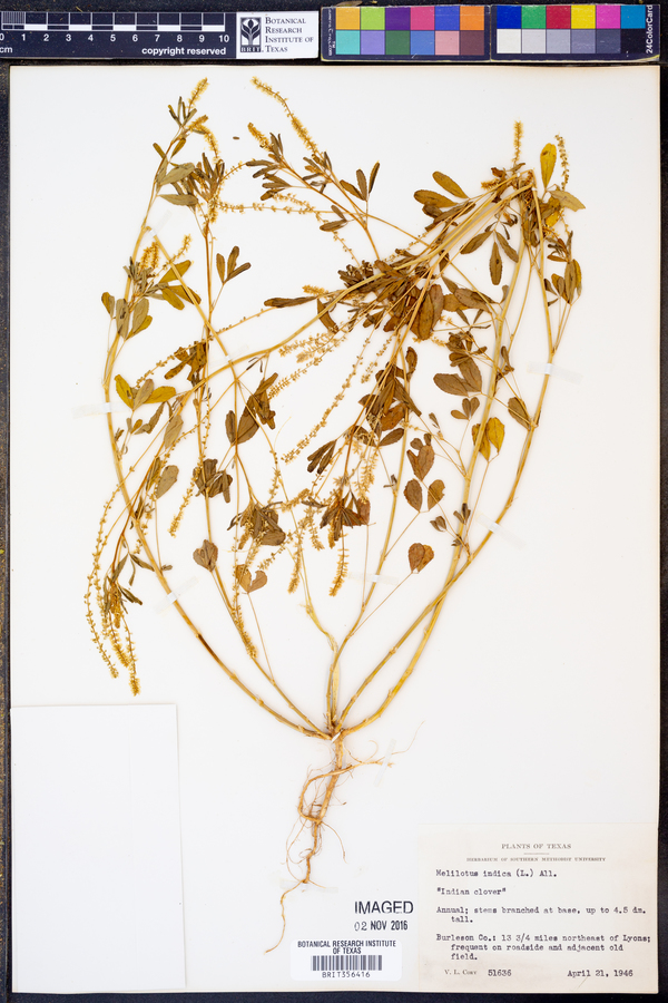 Melilotus indica image