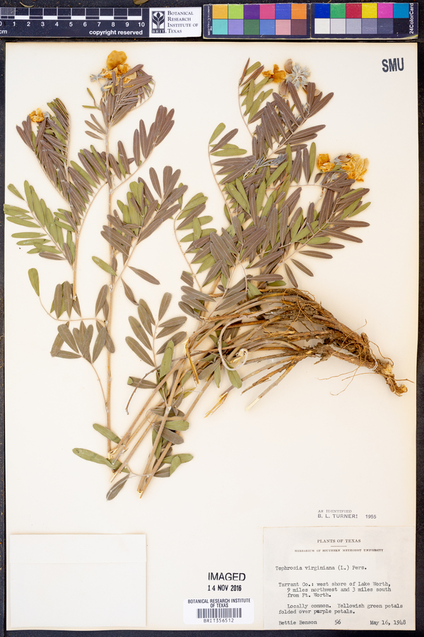 Tephrosia virginiana image