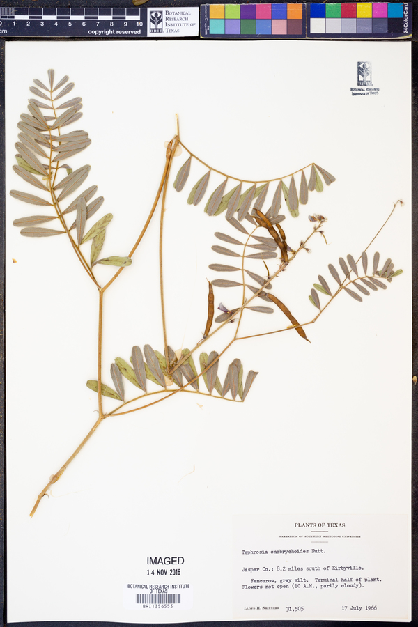 Tephrosia onobrychoides image