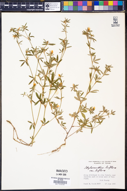 Stylosanthes biflora var. biflora image