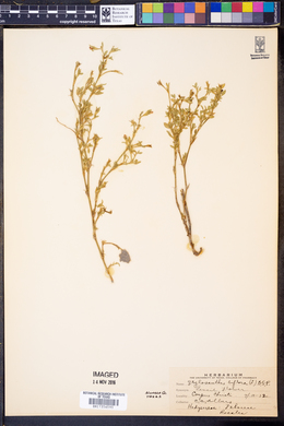 Stylosanthes biflora image