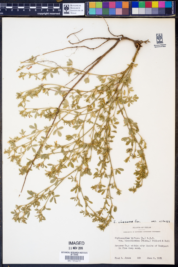 Stylosanthes viscosa image