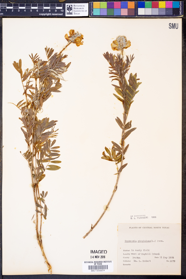 Tephrosia virginiana image