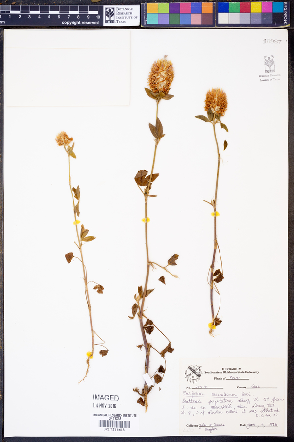 Trifolium vesiculosum image