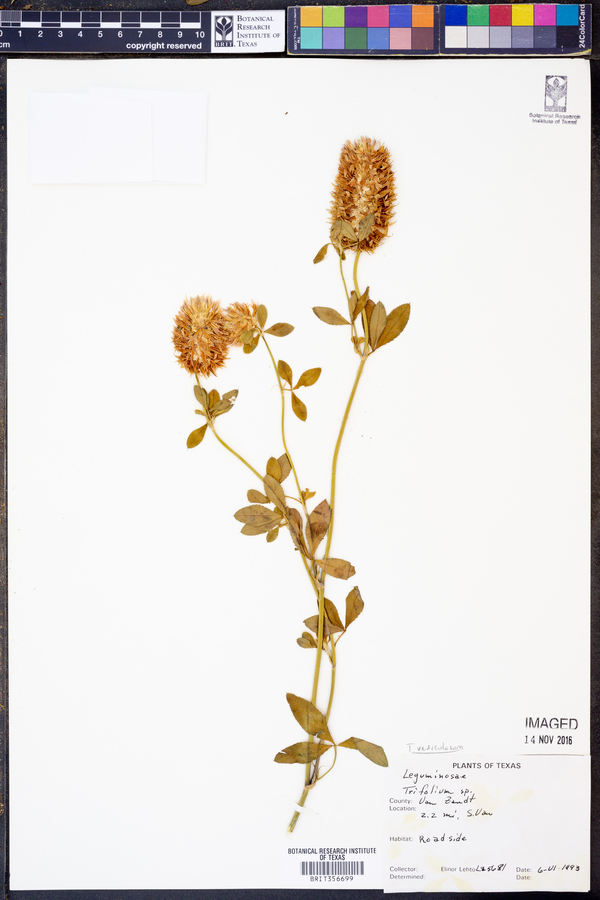 Trifolium vesiculosum image