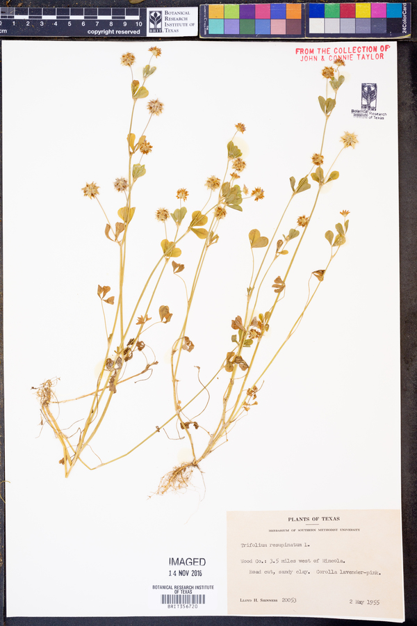 Trifolium resupinatum image
