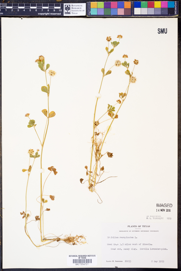 Trifolium resupinatum image