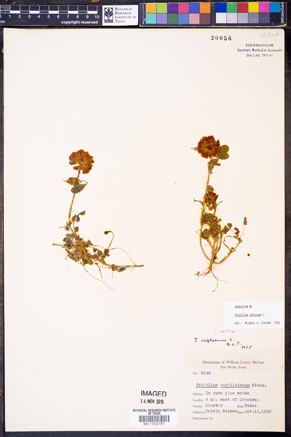 Trifolium reflexum image
