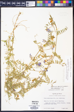 Vicia ludoviciana ssp. ludoviciana image