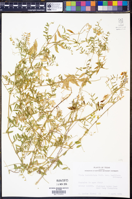 Vicia ludoviciana subsp. ludoviciana image