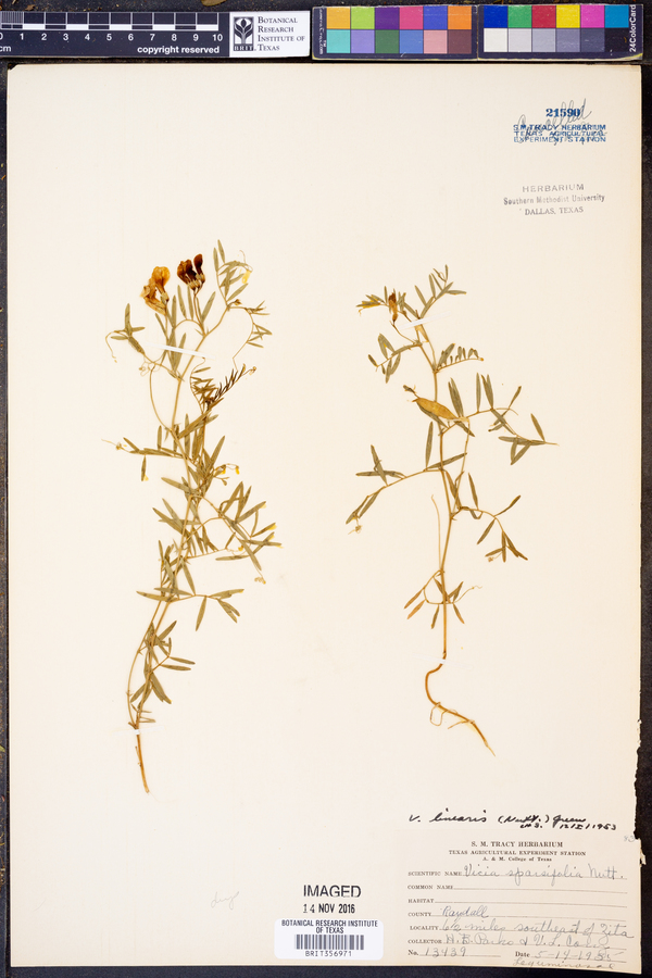 Vicia americana ssp. minor image