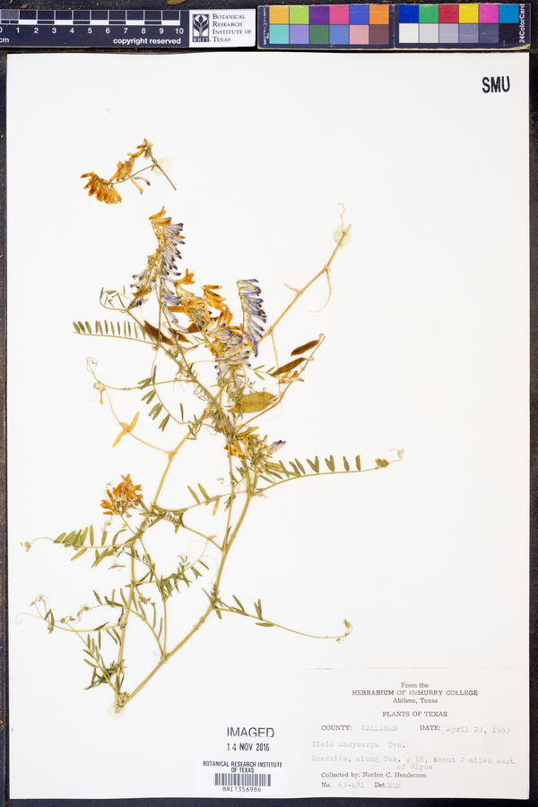 Vicia villosa ssp. varia image