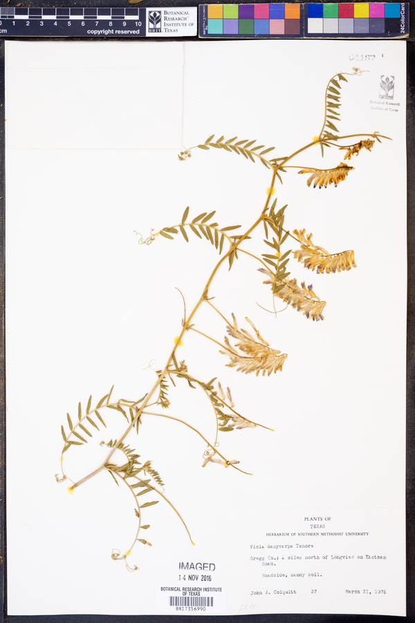 Vicia villosa image