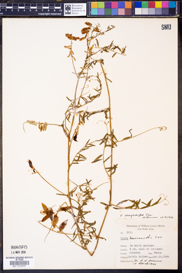 Vicia villosa ssp. varia image