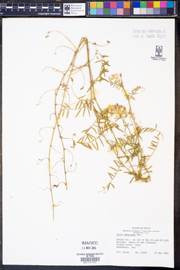 Vicia villosa ssp. varia image