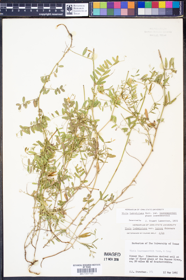 Vicia ludoviciana subsp. leavenworthii image