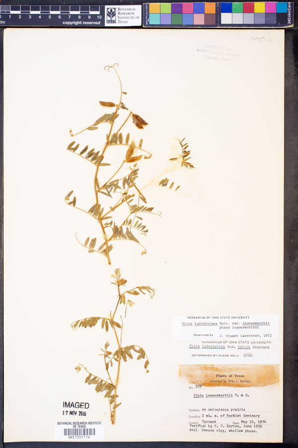 Vicia ludoviciana ssp. leavenworthii image