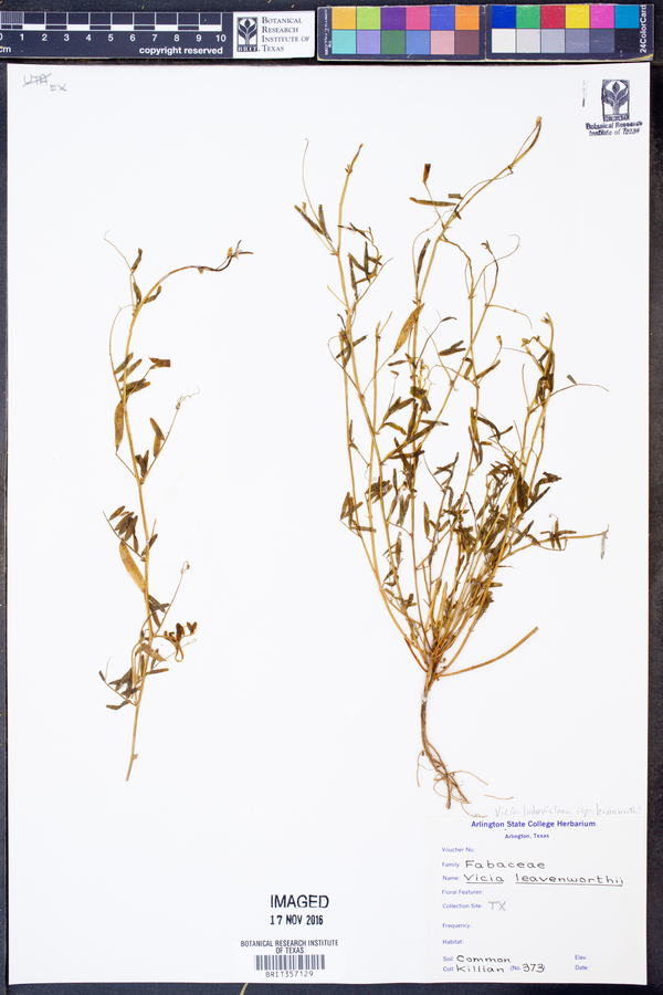 Vicia ludoviciana ssp. leavenworthii image