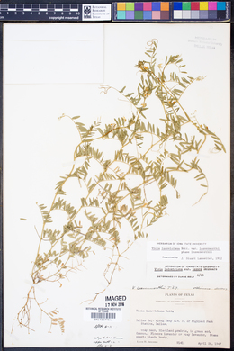Vicia ludoviciana ssp. leavenworthii image