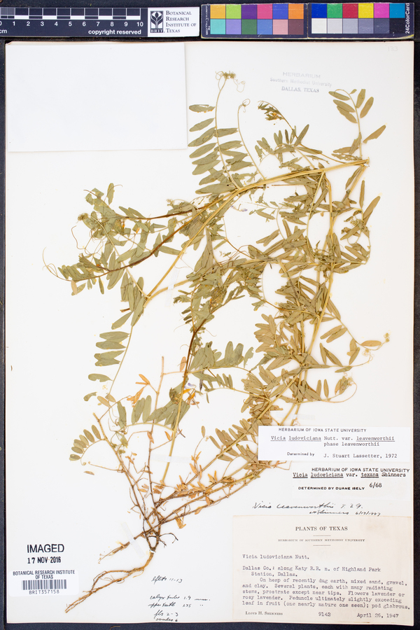 Vicia ludoviciana ssp. leavenworthii image