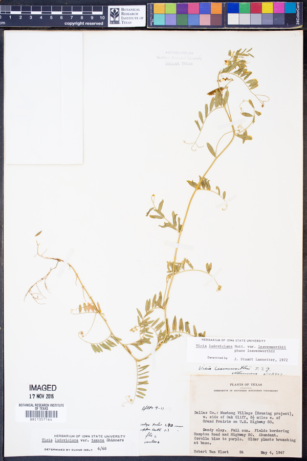 Vicia ludoviciana subsp. leavenworthii image