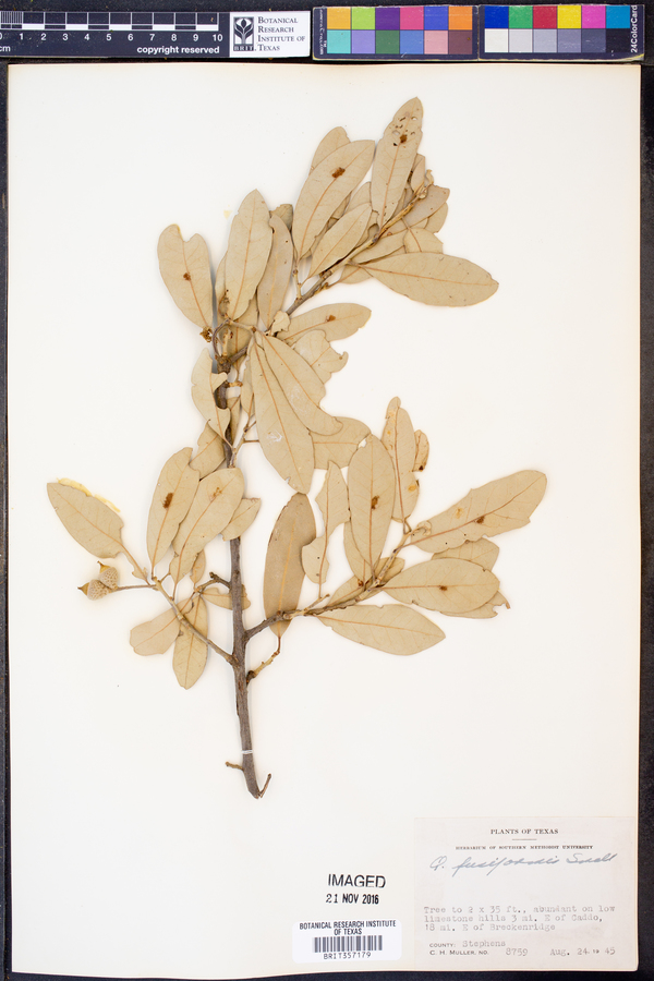 Quercus fusiformis image