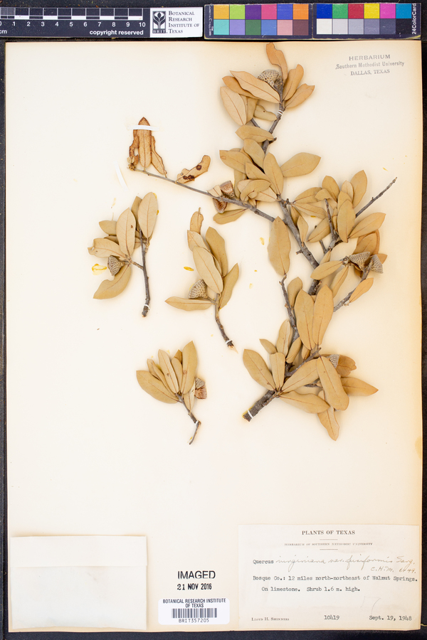 Quercus fusiformis image